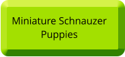 Miniature Schnauzer Puppies