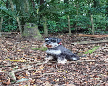 Tiny Licorice & Rusty