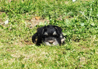 miniature schnauzer "We can see you"