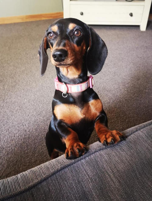 Candy Kennels Miniature Short Haired Dachshunds Waihi New Zealand