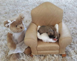 Past puppy Candy Kennels