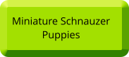 Miniature Schnauzer Puppies