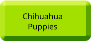 Chihuahua  Puppies