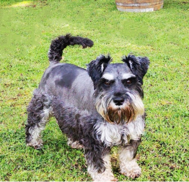 The Team At Candy Kennels Miniature Schnauzer Chihuahua