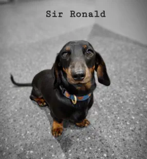 Ronald Candy Kennels Stud Dog