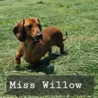 miss willow