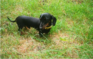 Miniature Short Haired Dachshunds - Male Dog