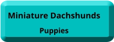 Miniature Dachshunds  Puppies