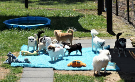Candy Kennels Waihi - Chihuahua hanging out at the batch