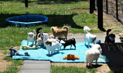 Candy kennels Chihuahua chilling