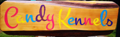 The Candy Kennel Miniature Schnauzer