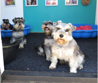 Rusty and the gang Miniature Schnauzers