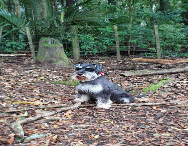 Tiny Licorice & Rusty