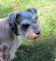 Rusty  Candy Kennels Stud Dog