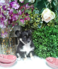 Past puppy Candy Kennels