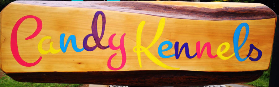 The Candy Kennel Miniature Schnauzer