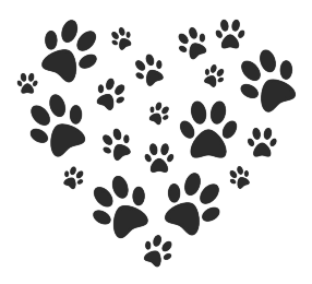 Miniature Schnauzer & Chihuahua