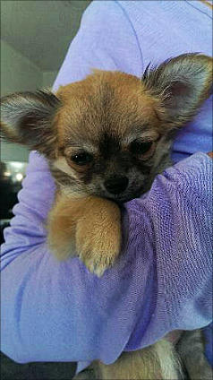 Candy Kennels Chhuaua