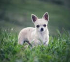 Chihuahua review