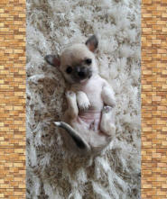 Past puppies