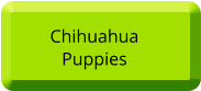 Chihuahua  Puppies