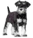 Miniature Schnauzer