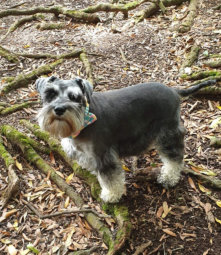 Rusty Candy Kennels Miniature Schnauzer stud dog