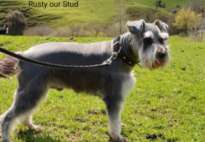Rusty Miniature Schnauzer