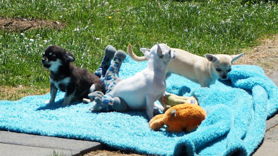 Chihuahua pupies