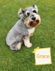 Grace Miniature Schnauzer