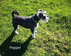 Pepper Miniature Schnauzer