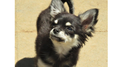 Chihuahua