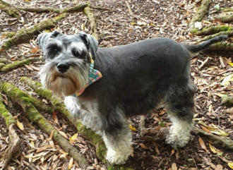 Rusty stud dog Miniature Schnauzer