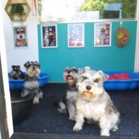 Rusty and the gang Miniature Schnauzer