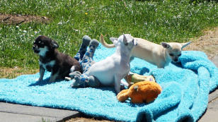Chihuahua pupies