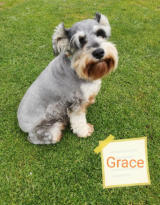 Grace Miniature Schnauzer