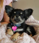 Phoebe